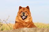 CHOW CHOW 250
